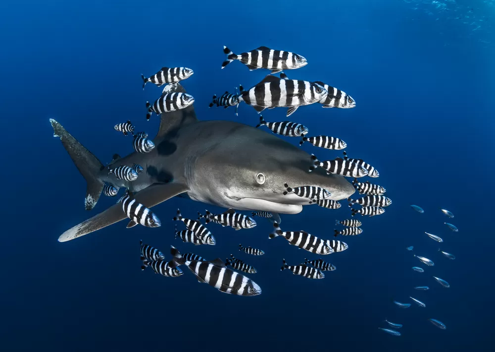 Source: https://ocean.si.edu/ocean-life/sharks-rays/oceanic-whitetip-shark-and-pilot-fish